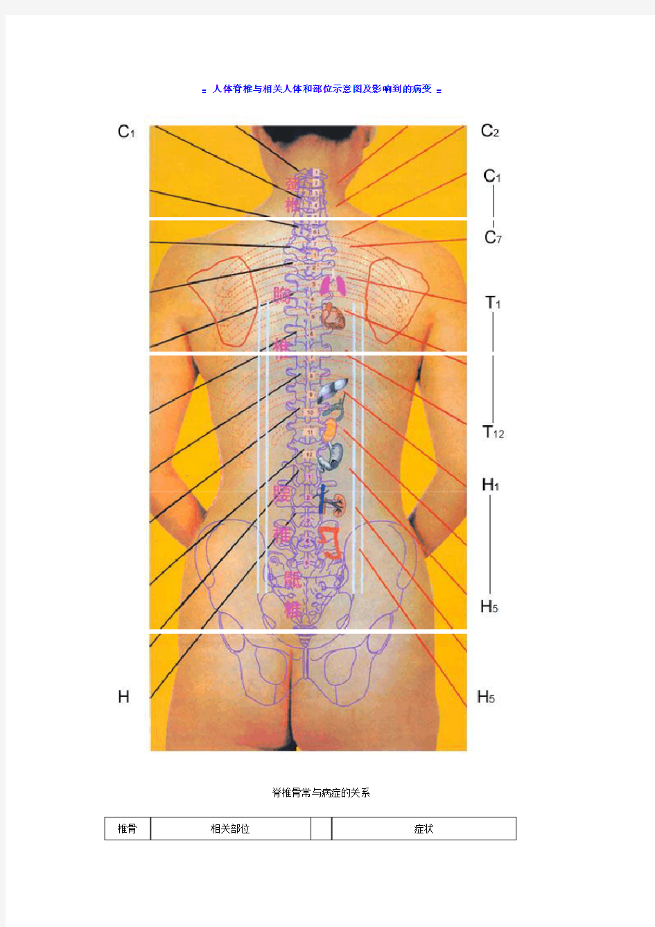 人体脊椎与相关人体和部位示意图及影响到的病变