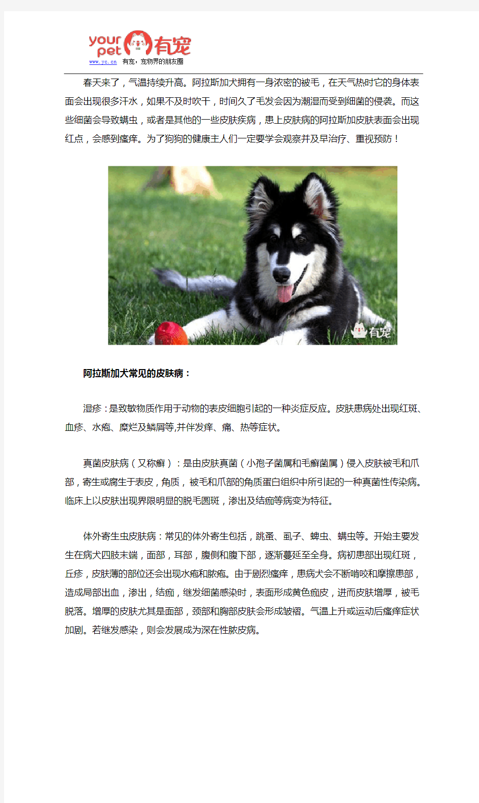 阿拉斯加犬患上皮肤病该怎么办