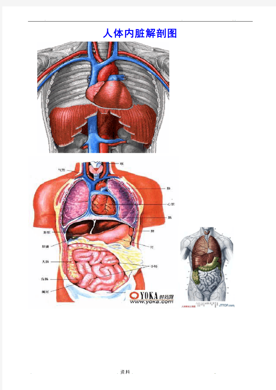 人体各部分及内脏解剖图(全)