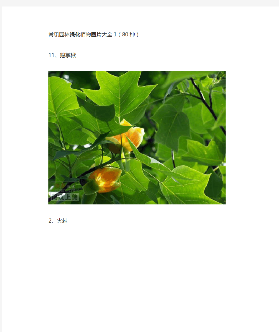 常见园林绿化植物图片大全