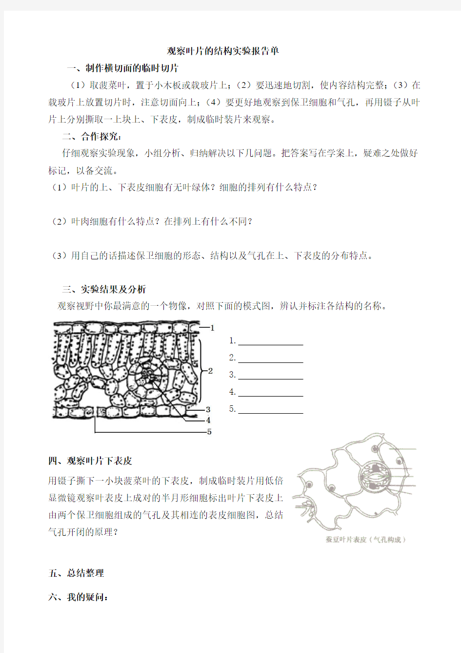 观察叶片的结构实验报告单