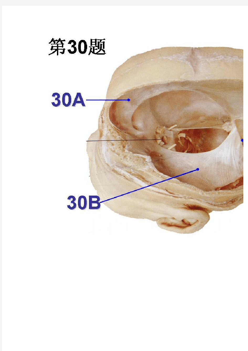 系统解剖实验考试图谱