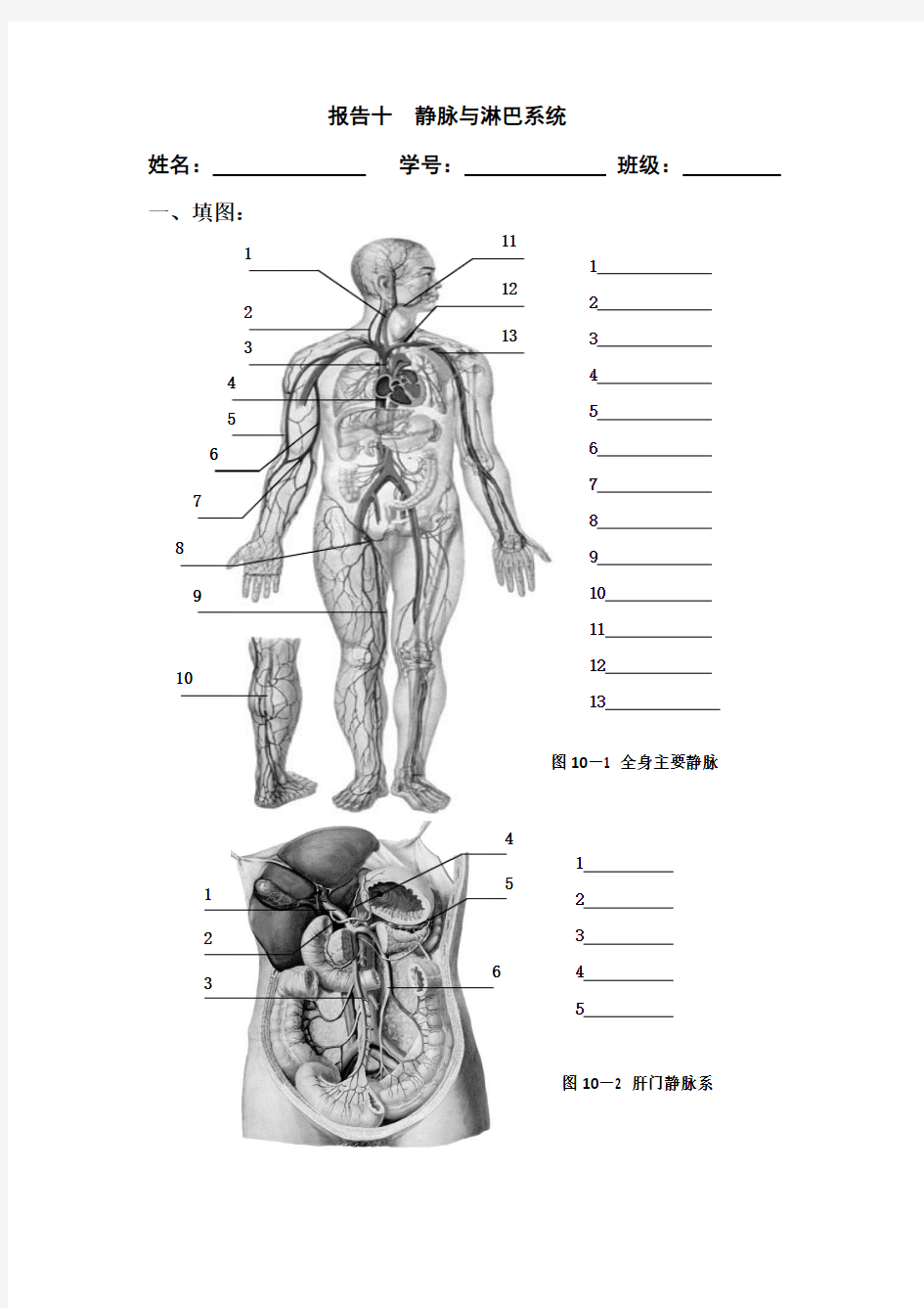 7年制临床医学--人体解剖学实验报告10