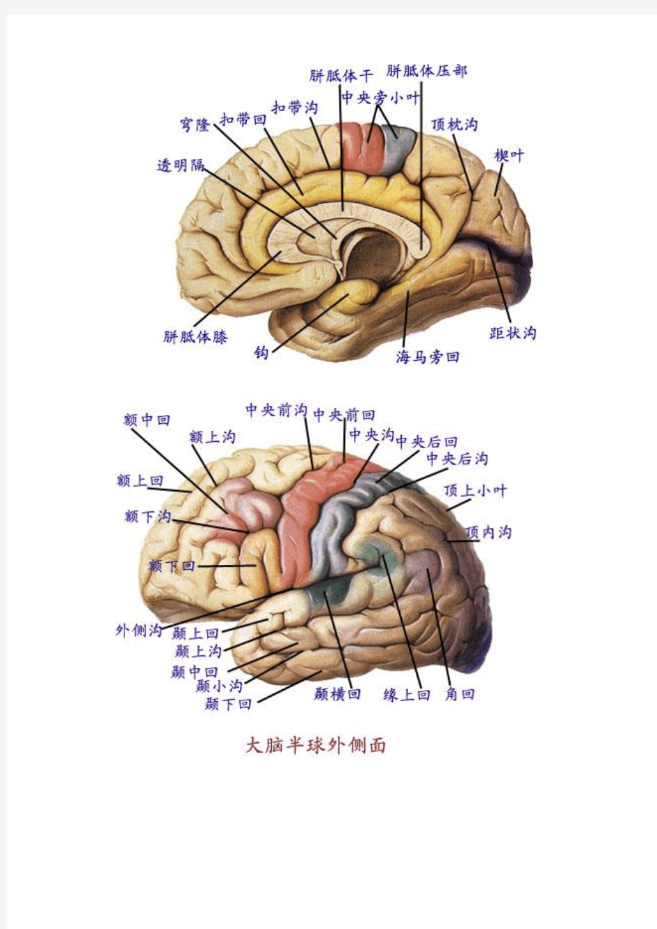 大脑皮层分区图解