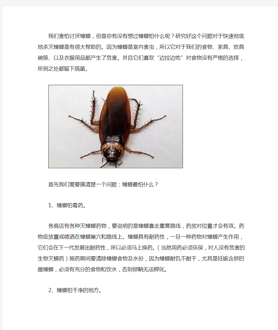 蟑螂怕什么以及如何快速彻底消灭