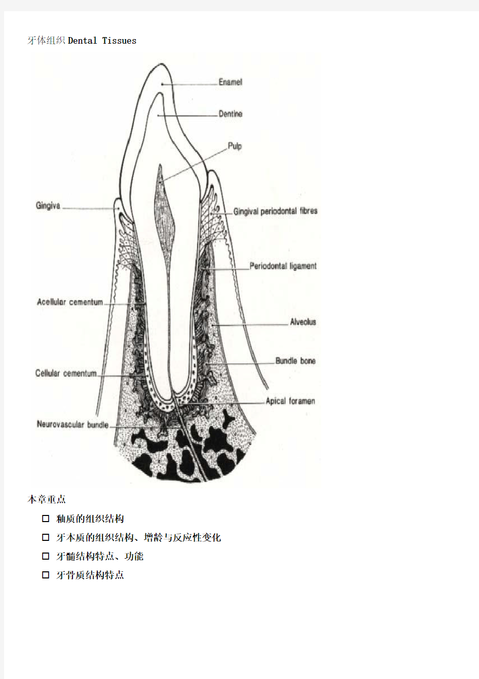 1 牙体组织