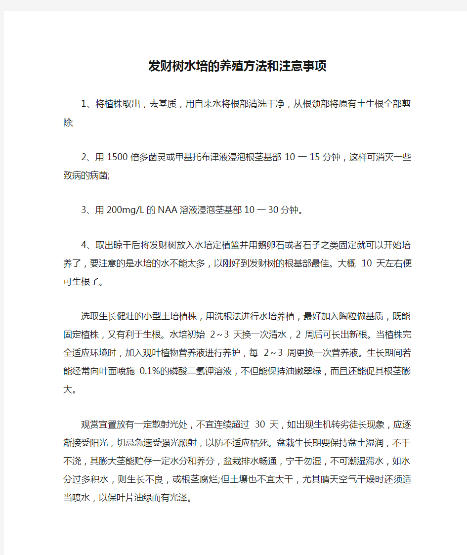 发财树水培的养殖方法和注意事项