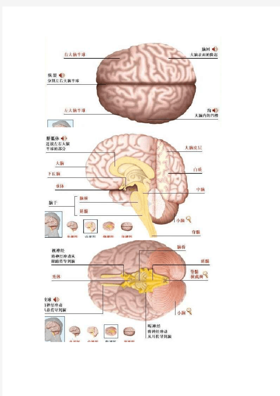 大脑结构与功能