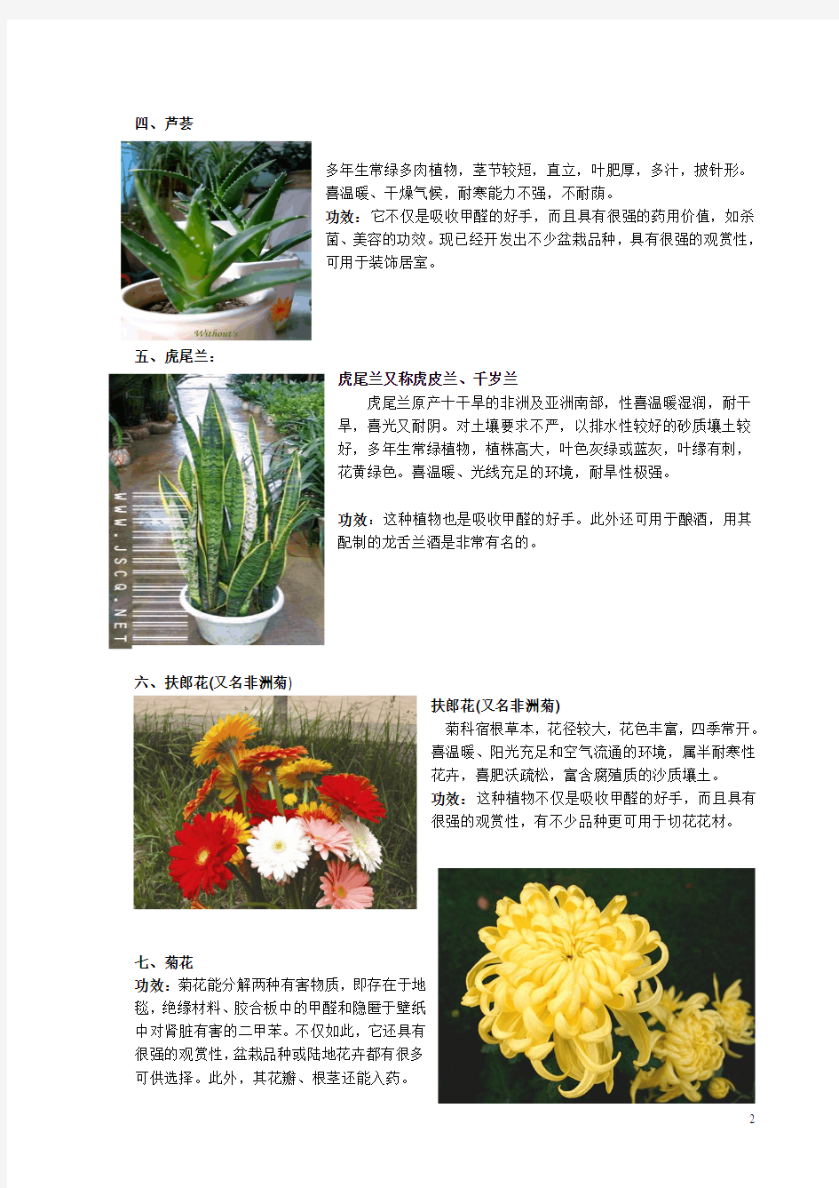 室内植物及其种植方法