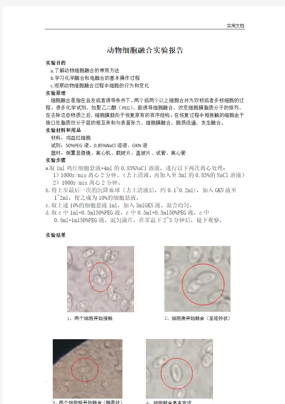 动物细胞融合实验报告