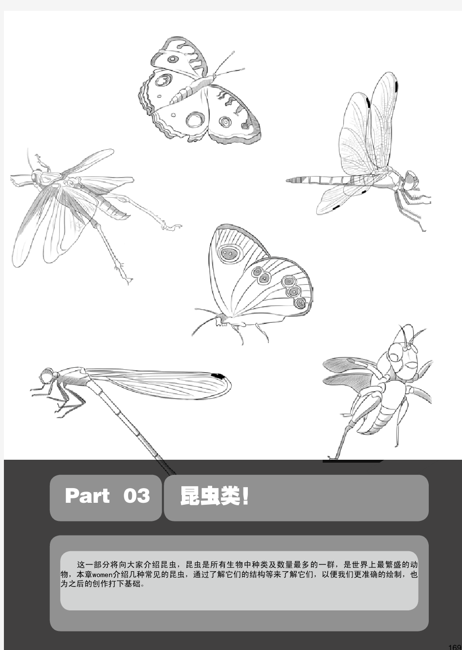 超级漫画绘制技法动物篇第三部分昆虫类蝴蝶第十九章蝴蝶的结构与形态