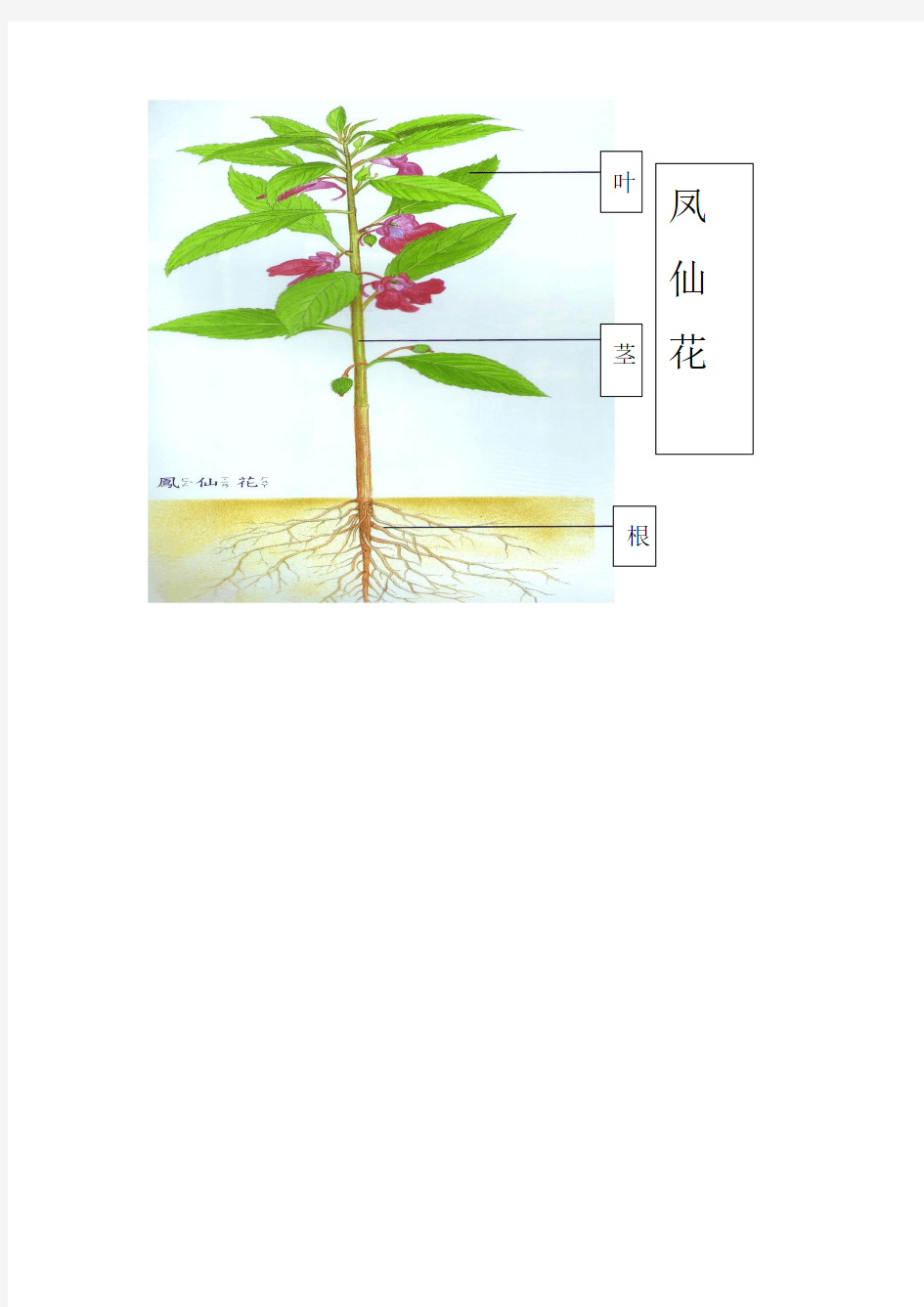 小学三年级科学课件