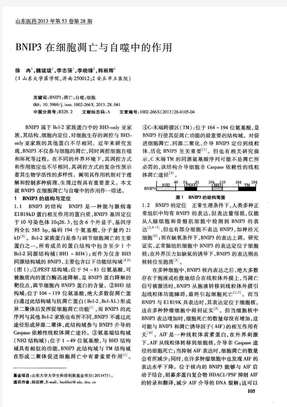 BNIP3在细胞凋亡与自噬中的作用