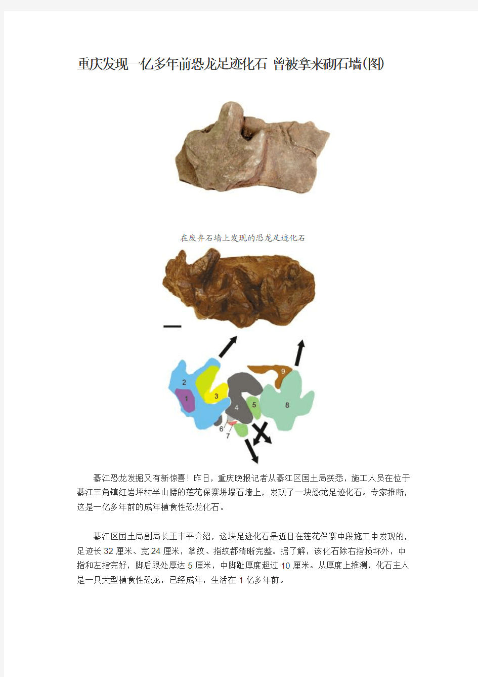 重庆发现一亿多年前恐龙足迹化石 曾被拿来砌石墙(图)