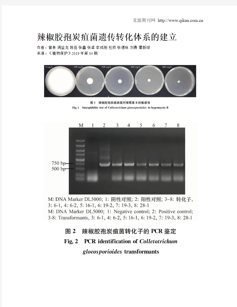 辣椒胶孢炭疽菌遗传转化体系的建立