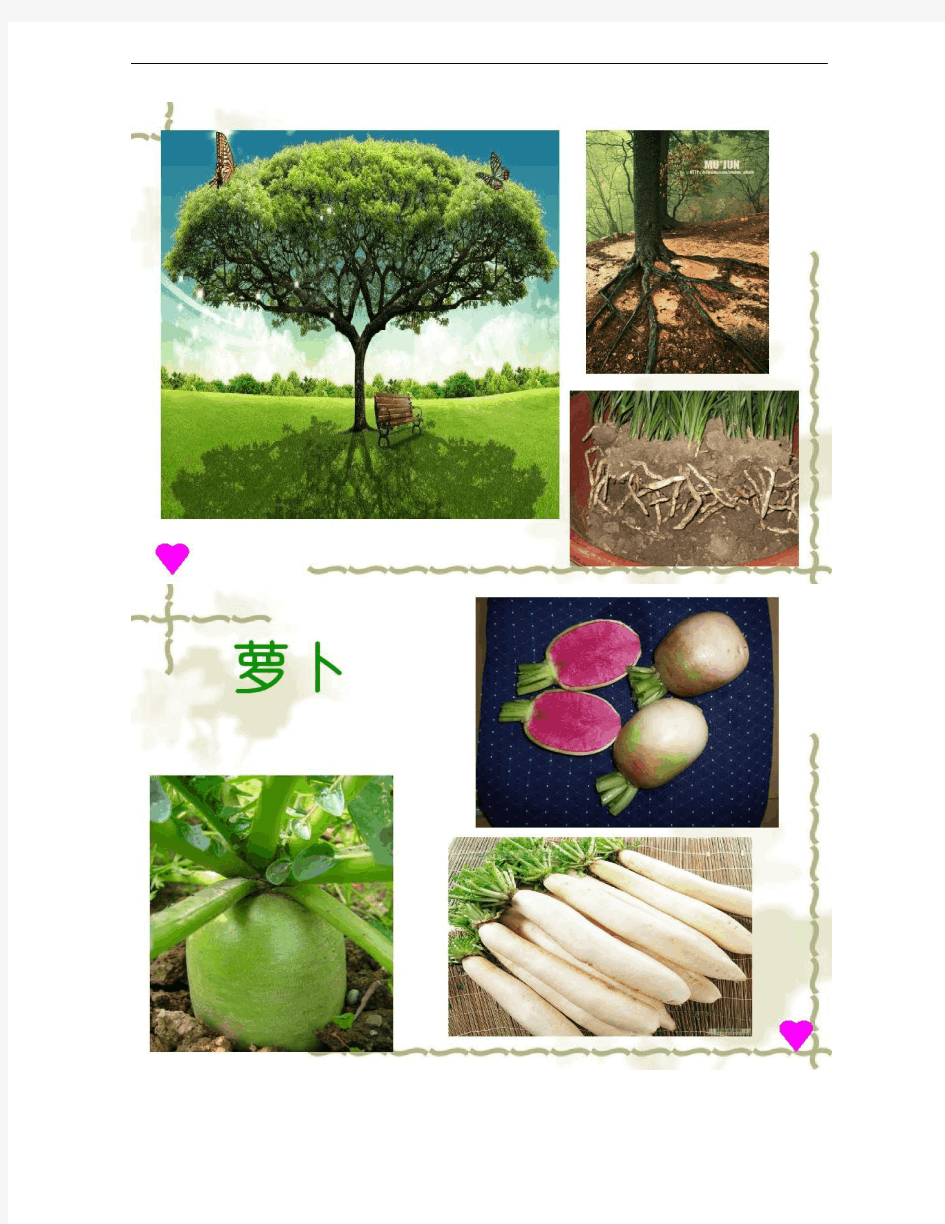 植物的根和茎的形态结构(精)