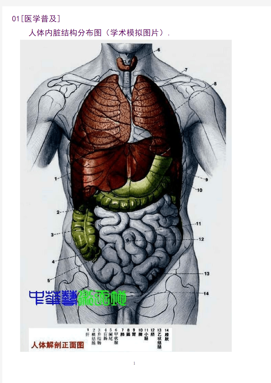 人体内脏解剖结构图