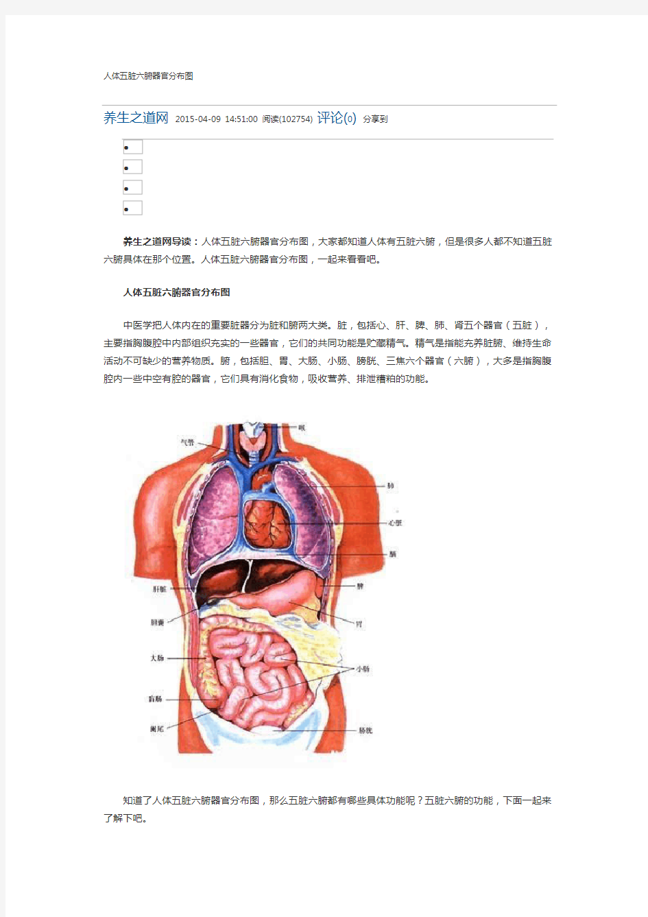 人体五脏六腑器官分布图