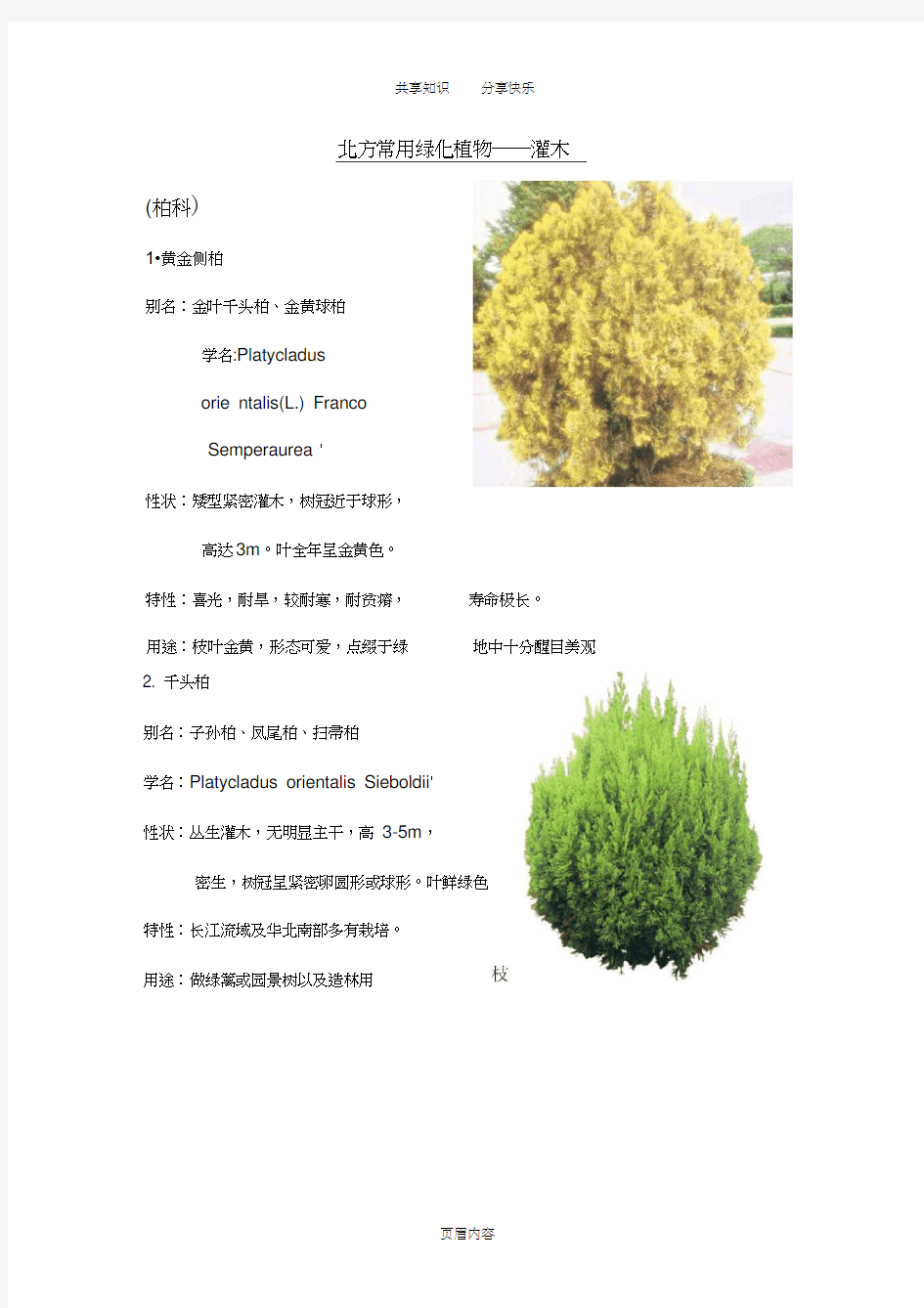 北方园林绿化常用植物-灌木