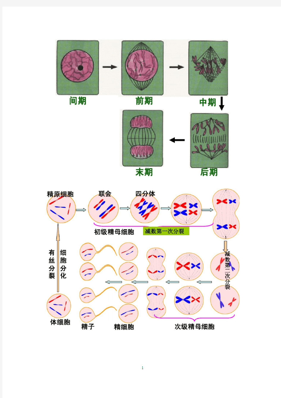 高一生物(细胞分裂)