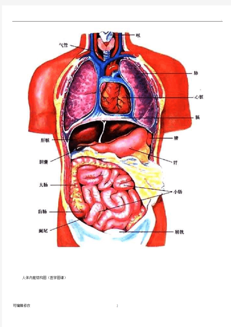人体内脏结构穴位医学图谱幅高清版