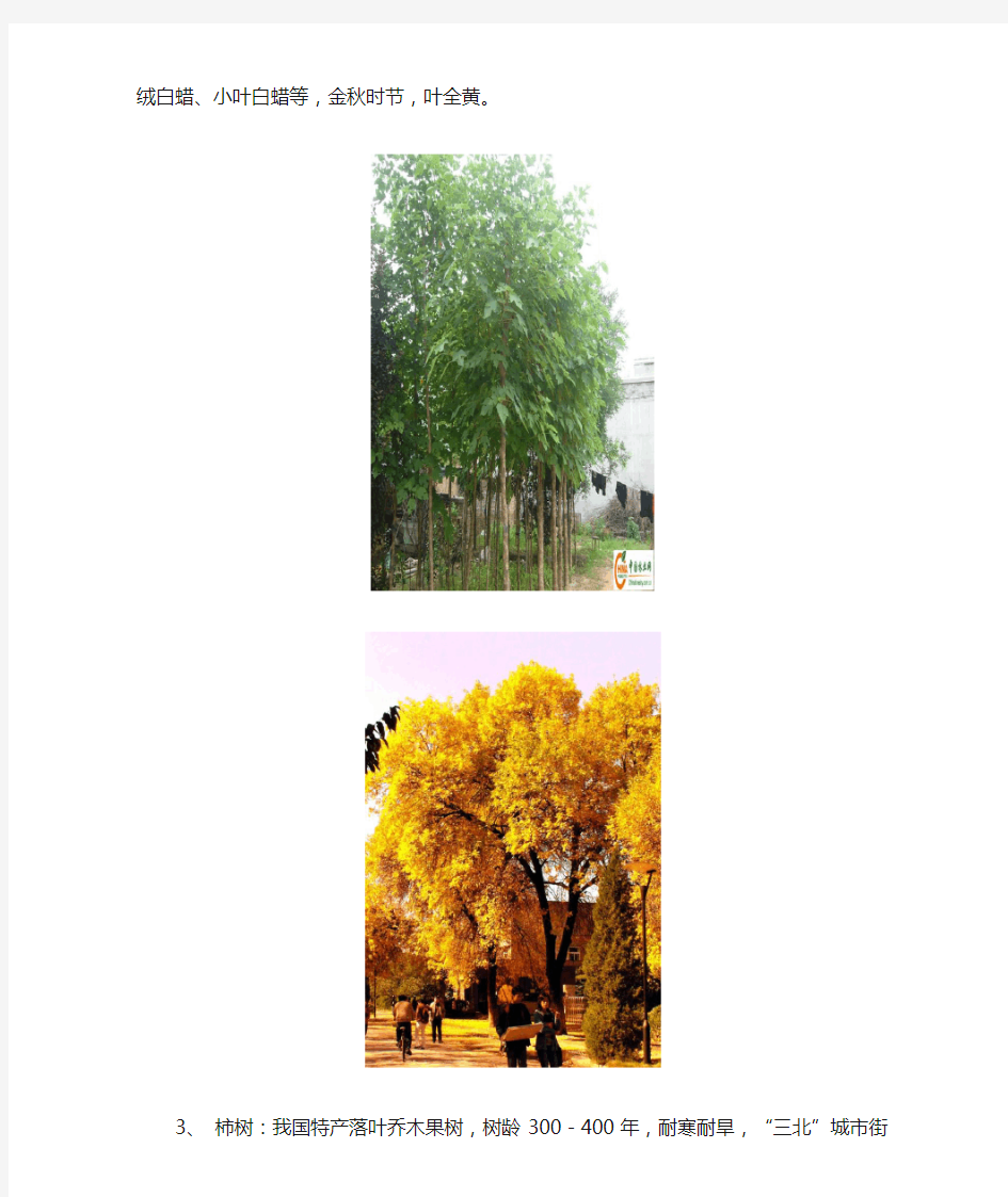 北方常见秋色树种介绍
