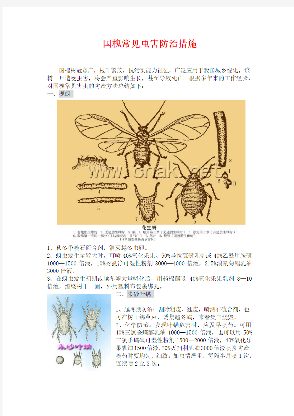 国槐常见虫害