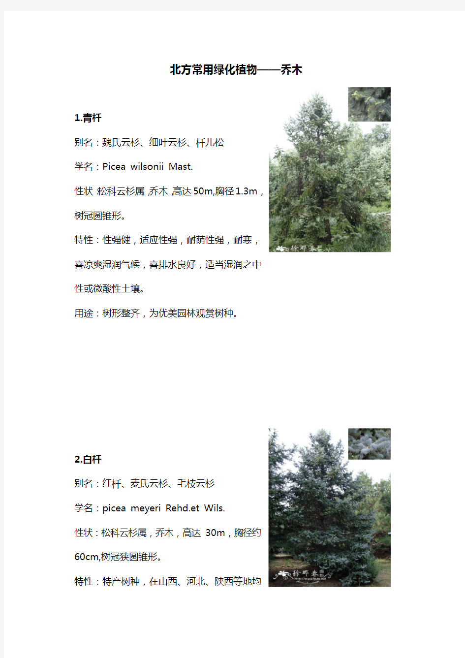 北方园林绿化常用植物-乔木