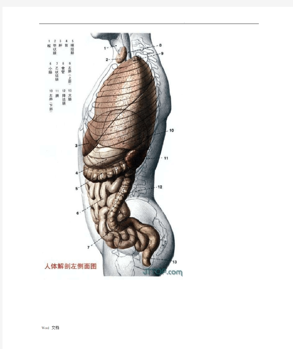 高清人体解剖图(彩图版)