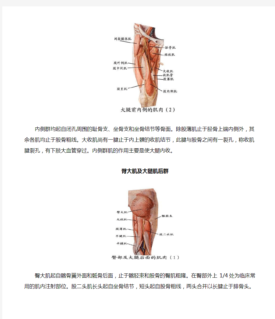 (完整版)大小腿肌群解剖