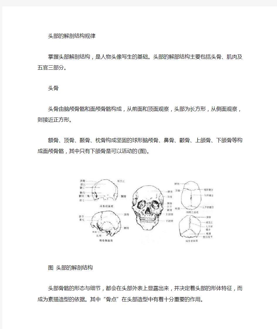 素描头像 头骨解剖结构及规律