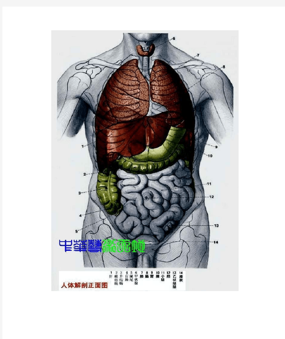 完整人体内脏结构图(医学图谱)