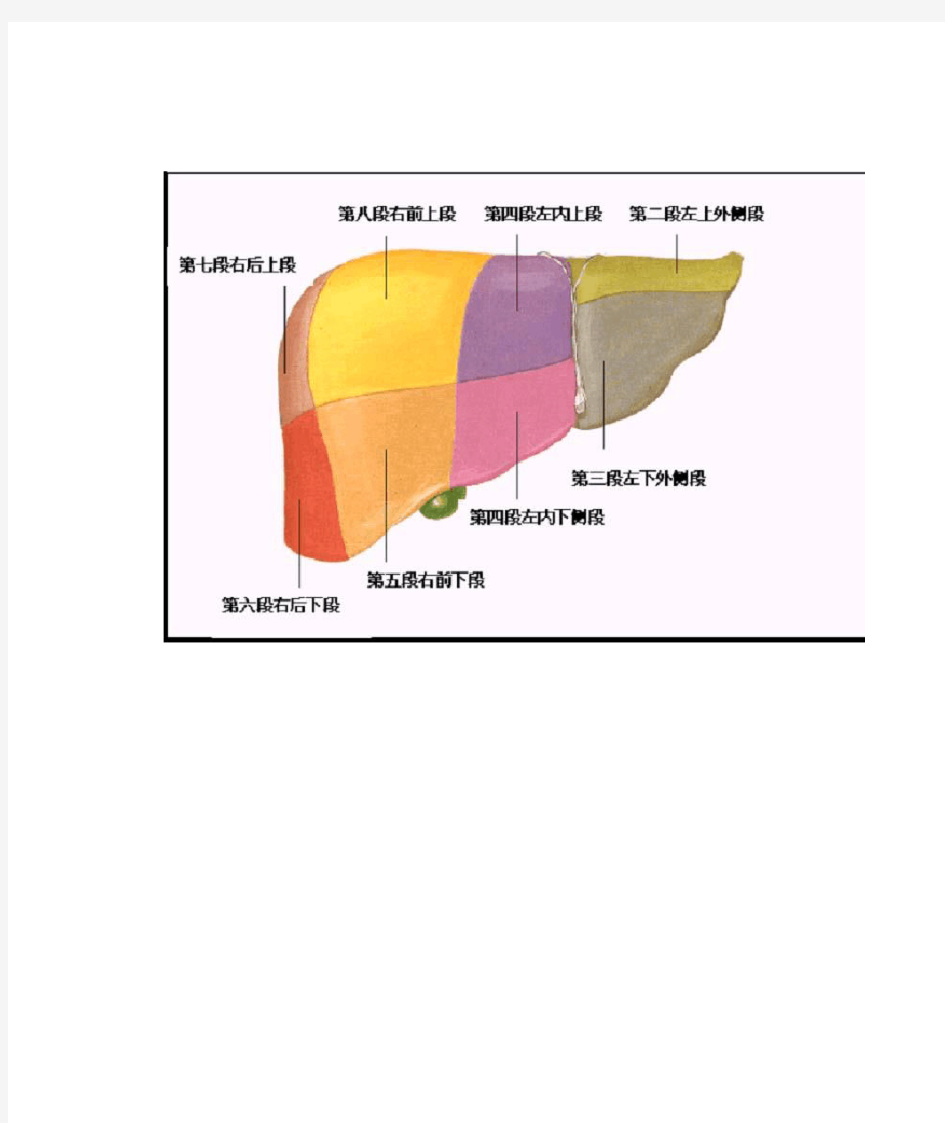 肝脏分段法