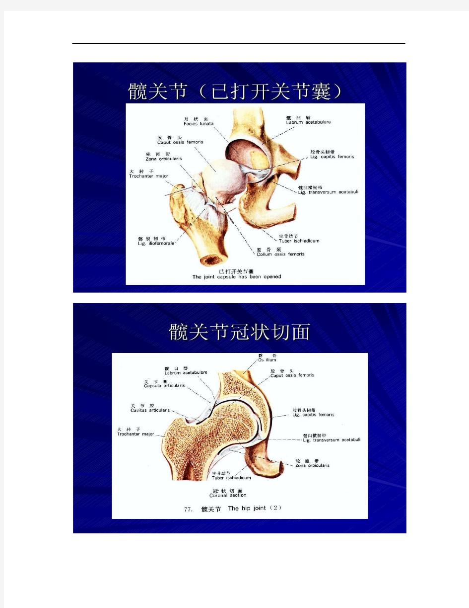 髋关节运动学讲解