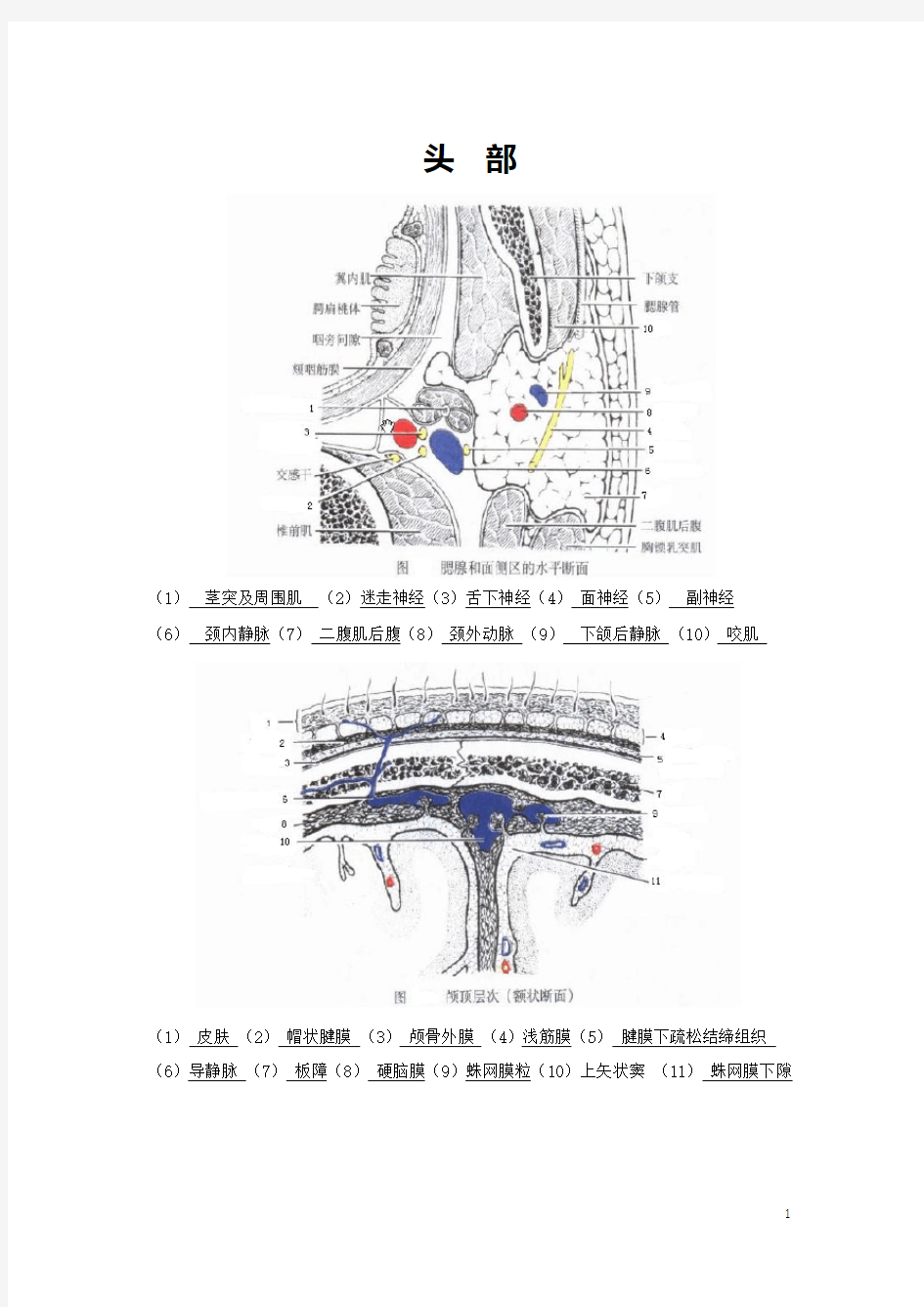 局部解剖学实验报告及答案WZF