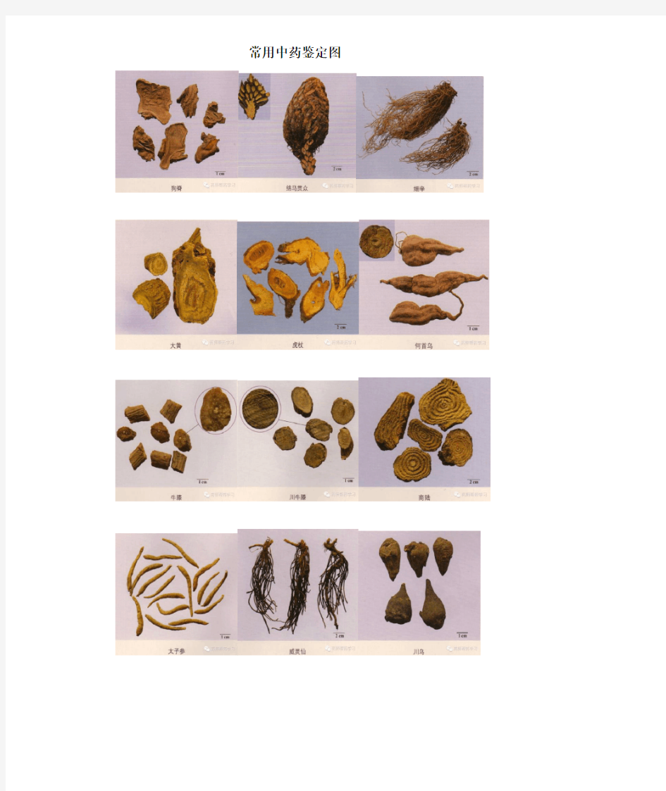 常用中药鉴定图文对照