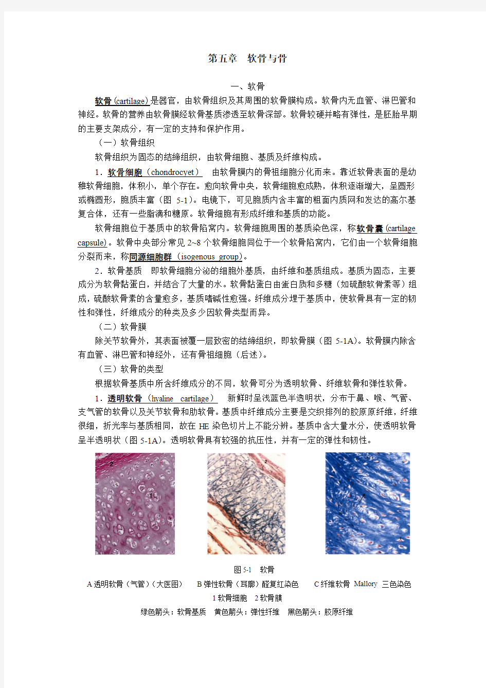 组织胚胎学 第五章 软骨与骨