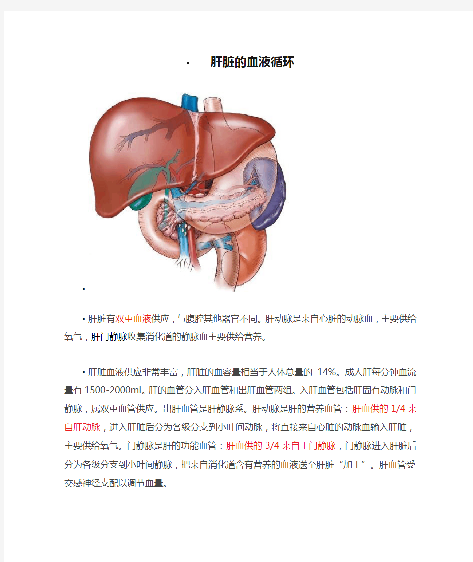 肝脏的血液循环