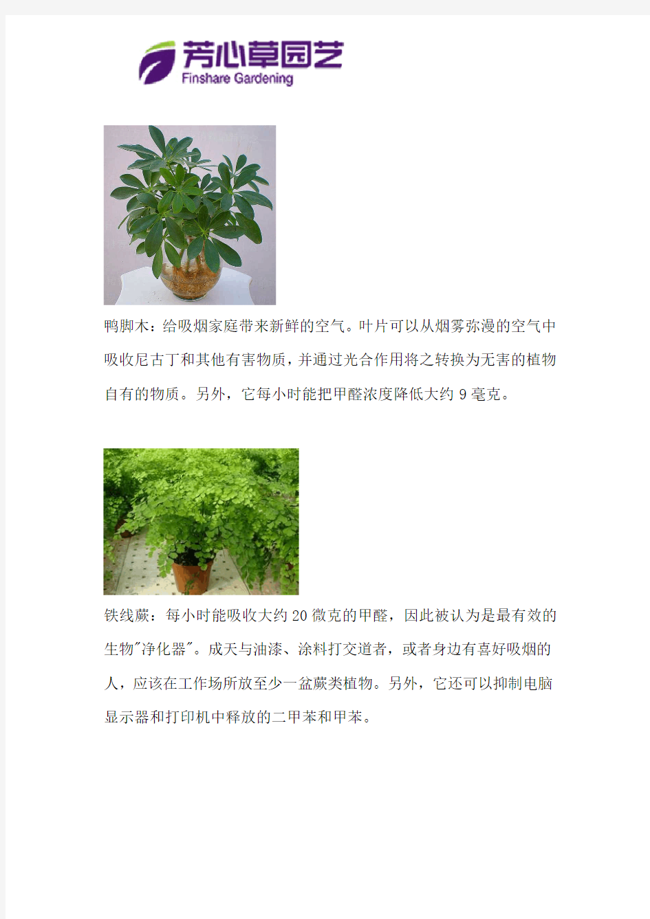 20种适合成都室内植物租赁的植物图片大全