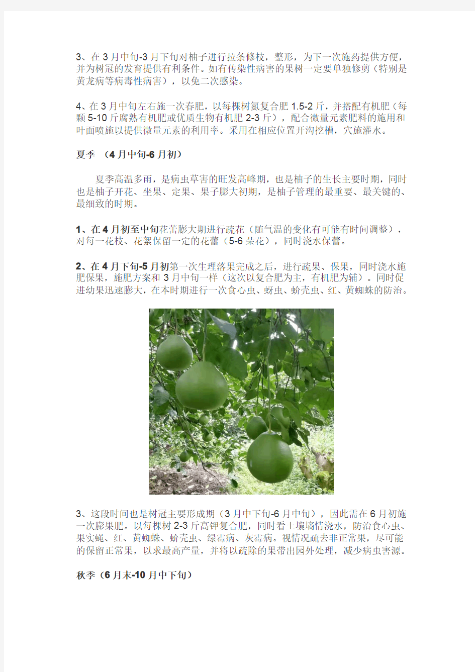 技术分享!柚子种植全年管理方案介绍