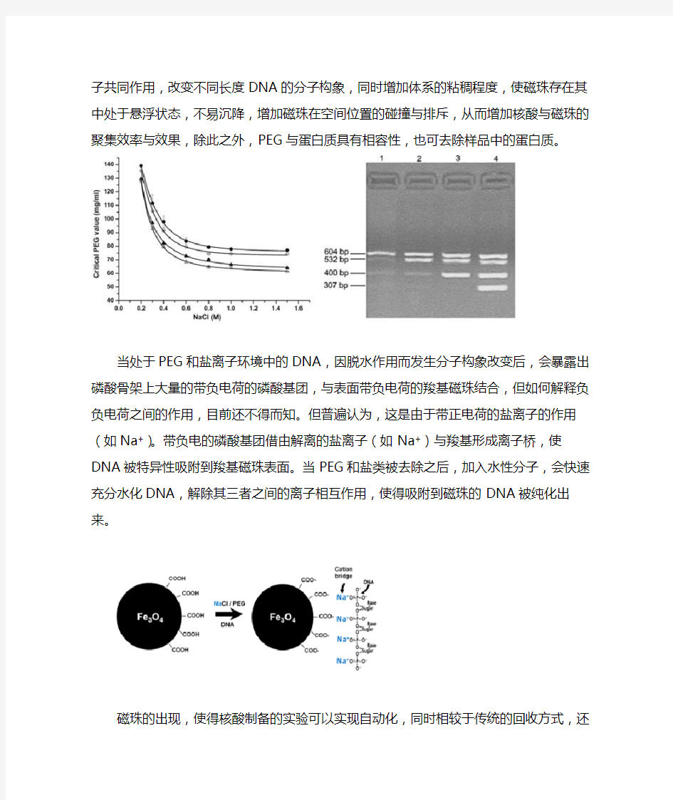 磁珠提取DNA原理