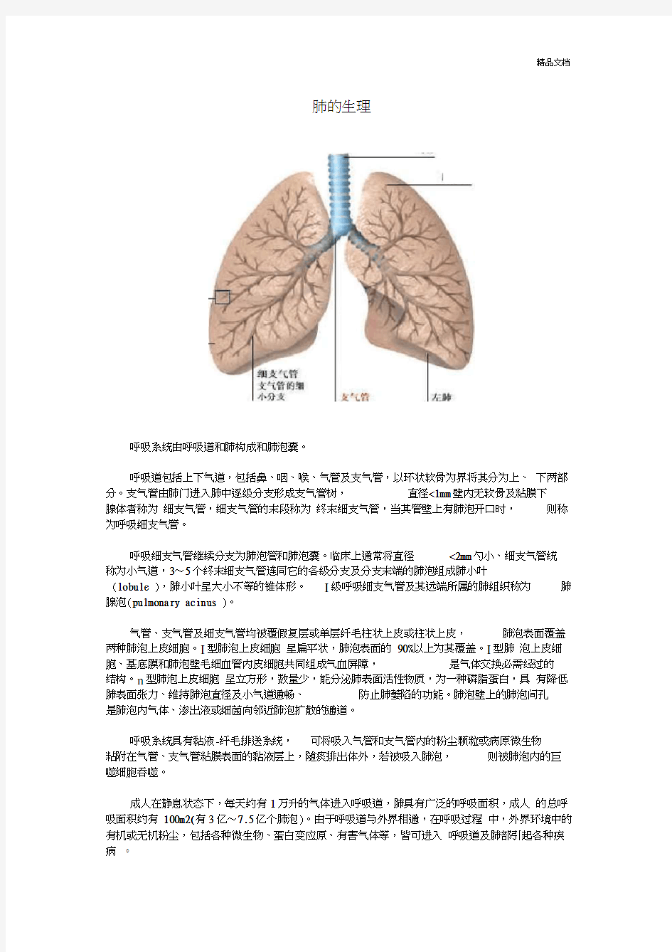 肺的生理解剖