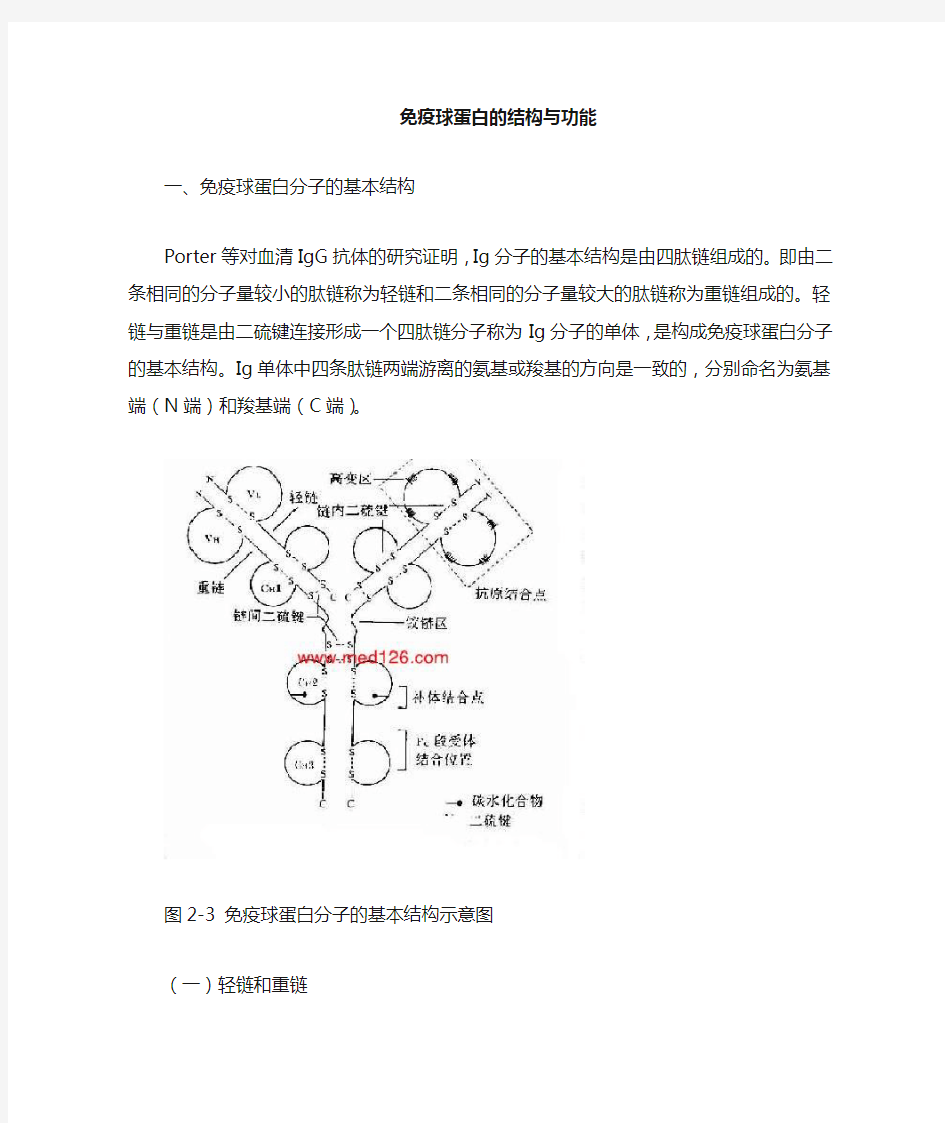 抗体的结构与功能 -2