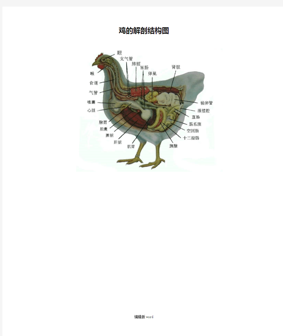 鸡的解剖结构图