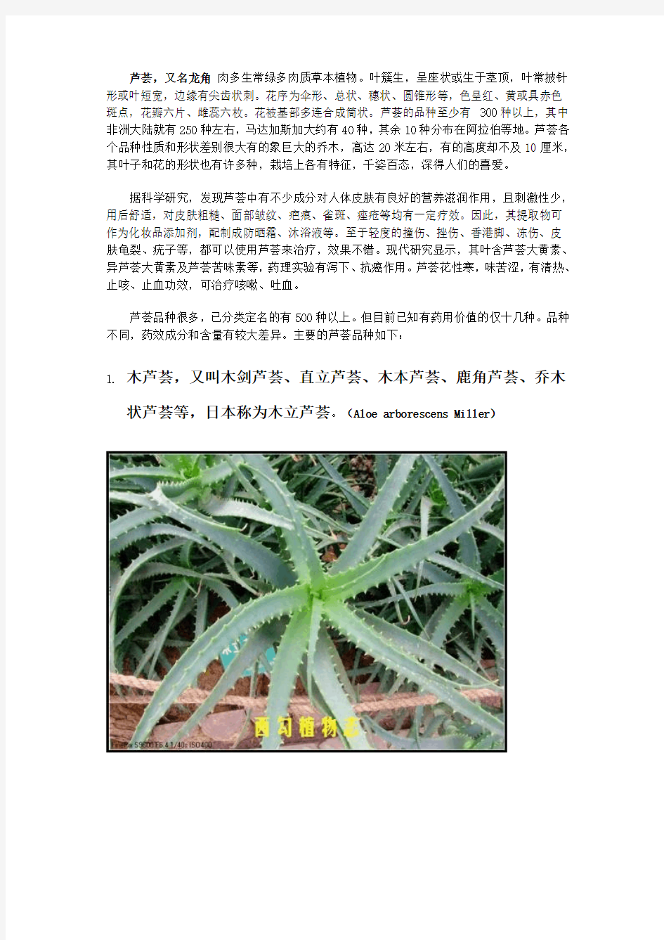 芦荟品种大全(配图)