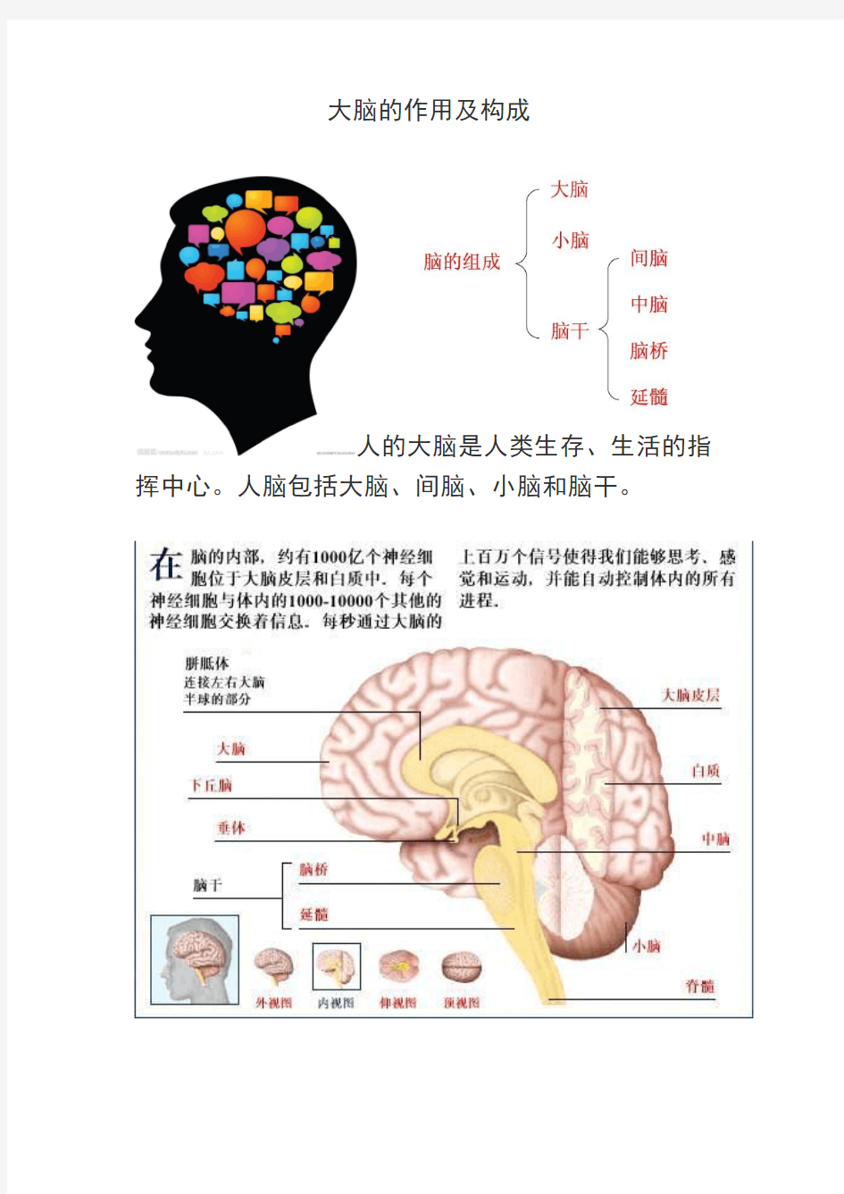 大脑的作用及构成(儿童版)