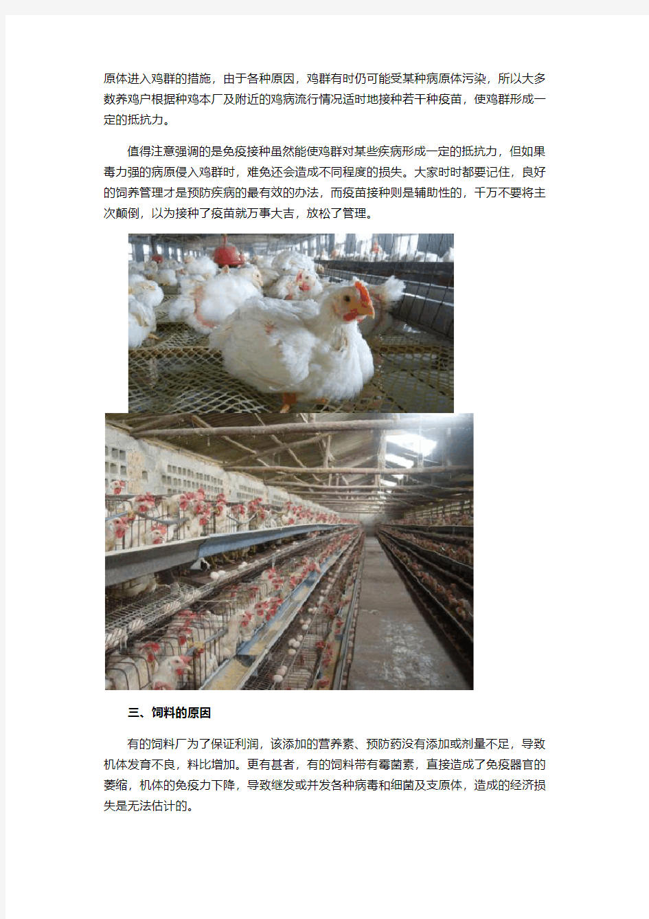 肉鸡养殖肉鸡817面临的饲养问题6大方向分析