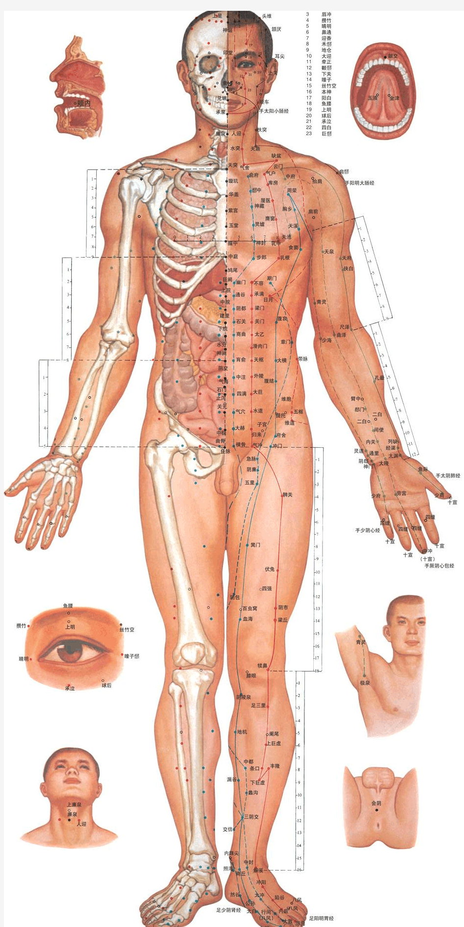 人体骨骼脉络图