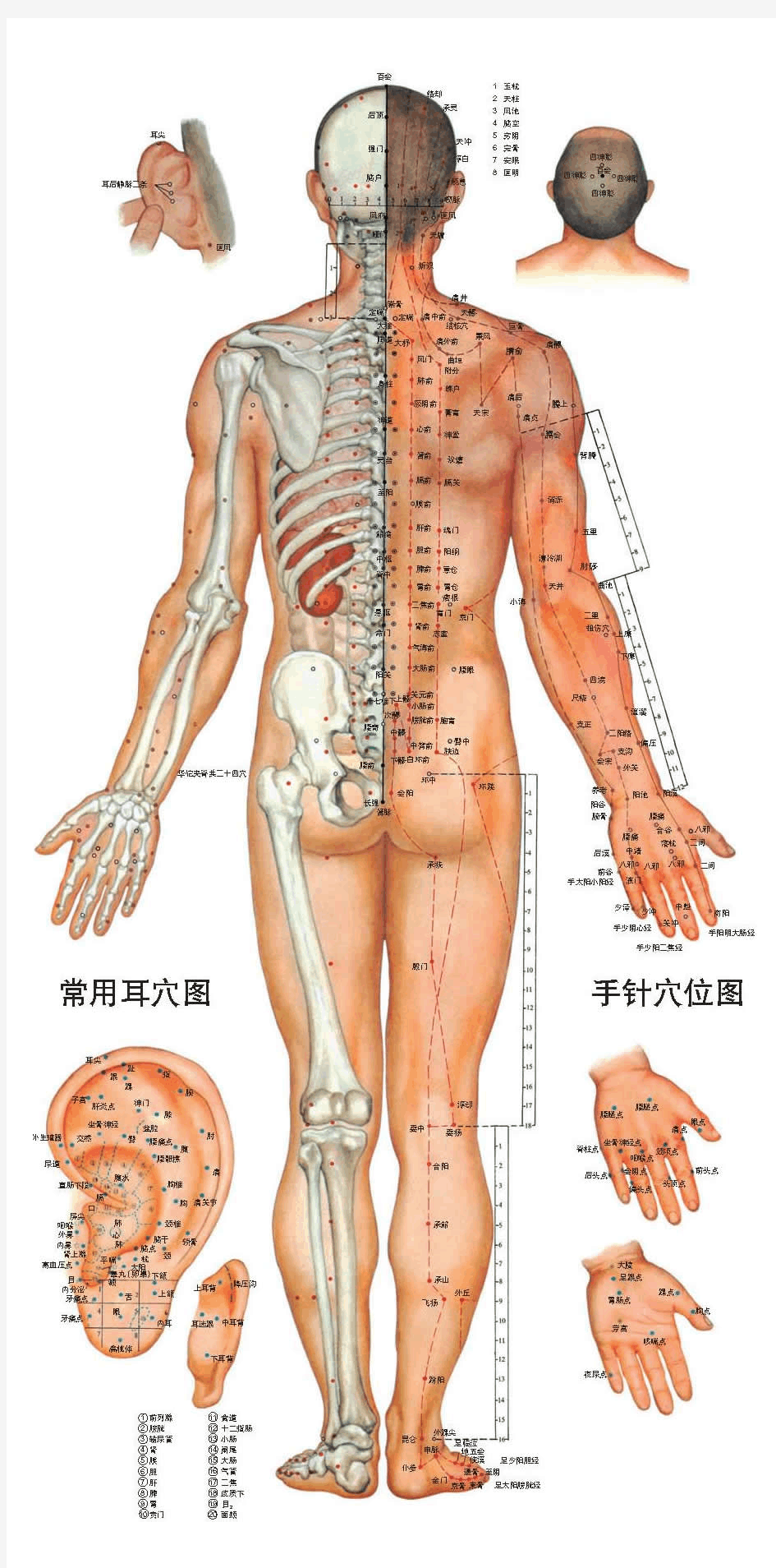 人体骨骼脉络图