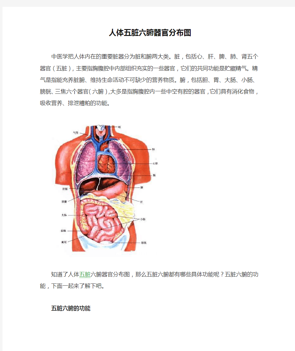 人体五脏六腑器官分布图